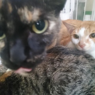●別募集記事あり●飼主持込全１２猫※男のコ用