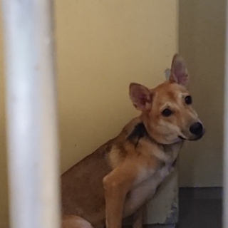 《ここから出して》まゆちゃん 