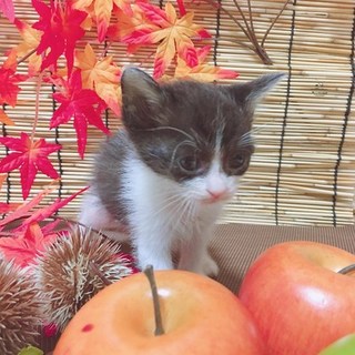 8/1生・ハチワレ（ローグレード）・メス・甘えんぼ