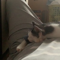 とらきち