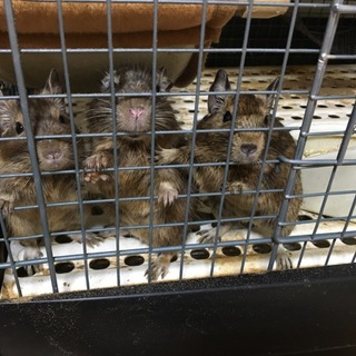 デグーペア、子供オス三匹別々引き取り可