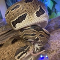 ポールパイソン
