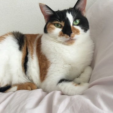 りりしい