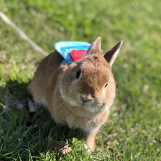 急募★ネザーランド