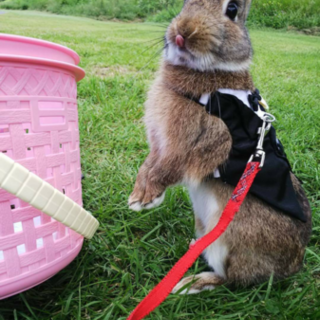ミニウサギ★里親募集