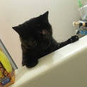 人見知りな黒茶の猫です