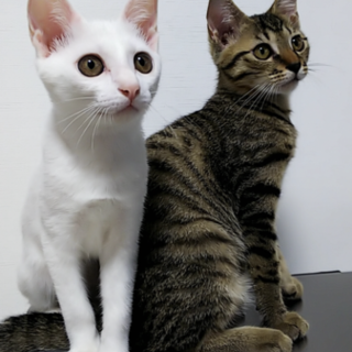 なかよし兄妹　まっしろ美少女＆おっとりきじとら