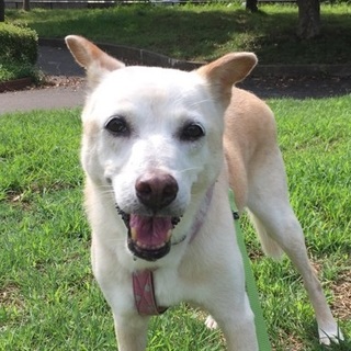 困ったちゃん顔の温厚な老犬