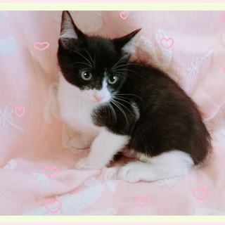 好奇心旺盛なるっく！