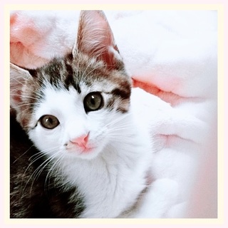 【10/14譲渡会】甘えん坊のちびちょろろん！