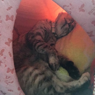もう1年たちますが、家族マリーちゃん