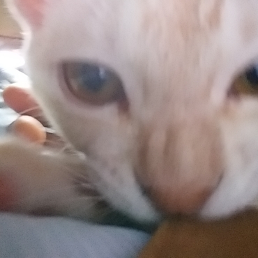 抱っこLevel.3　デレLevel.4　添い寝Level.5