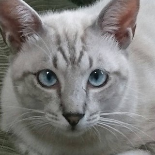 アメショ柄シャムミックス❤フーガちゃん