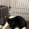 小熊みたいなアル君 サムネイル4