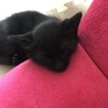 小熊みたいなアル君 サムネイル5