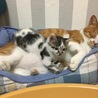子猫との思い出