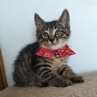 募集再開︰親とはぐれひとりぽっちだったキジトラ君