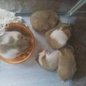 ハムスター里親募集