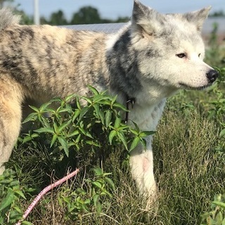 とっても穏やかな秋田犬、白陽ちゃん