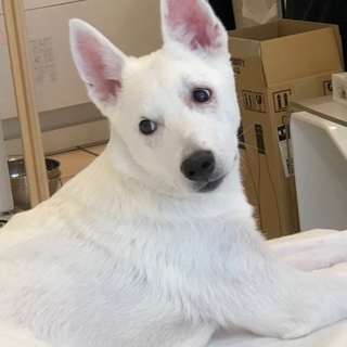 走るのが大好きな元気いっぱいの女の子です