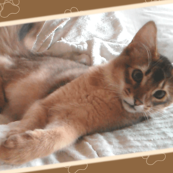 手元が狂ったうちのソマリです