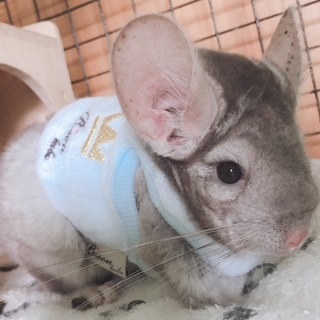 チンチラ 