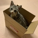 長崎の子猫 美猫ちゃんです