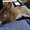 保護うさぎ（温泉うさぎ）グランドクロスくん サムネイル3