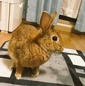 保護うさぎ（温泉うさぎ）グランドクロスくん