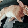 保護うさぎ（温泉うさぎ）グランドクロスくん サムネイル7