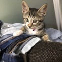おてんばなキジトラ仔ねこのご家族を募集しています。