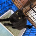 先月亡くなった母が飼っていた猫たちの里親募集です