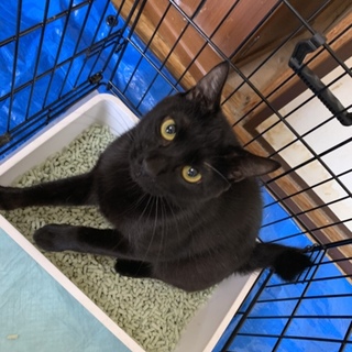先月亡くなった母が飼っていた猫たちの里親募集です
