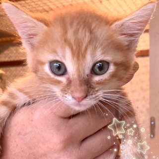 管理番号︰OSー803