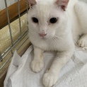 亡くなった母が飼っていた猫たちの里親募集です