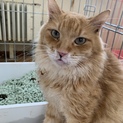 亡くなった母が飼っていた猫たちの里親募集です