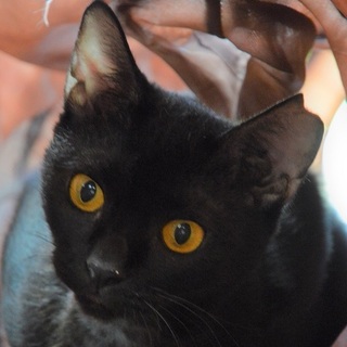 小柄で華奢な黒い天使ロゼッタです