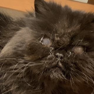 出来るだけ早くお願いします