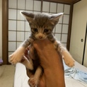室内飼いの環境で産まれた仔猫の里親さん募集！