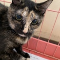 亡くなった母が飼っていた猫たちの里親募集です