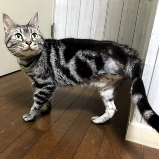 ３本脚のアメショ★人が大好きな福天君★強運猫