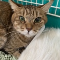 亡くなった母が飼っていた猫たちの里親募集です