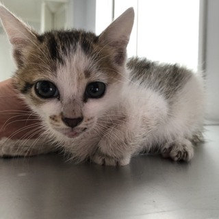 譲渡されました。