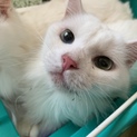 亡くなった母が飼っていた猫たちの里親募集です