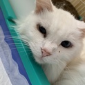 亡くなった母が飼っていた猫たちの里親募集です
