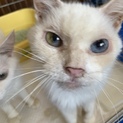亡くなった母が飼っていた猫たちの里親募集です