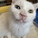 亡くなった母が飼っていた猫たちの里親募集です