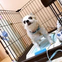 里親様を探しております。緊急です。