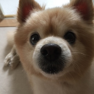 『緊急』里親さま大募集です‼️