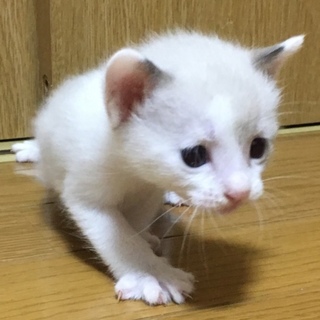 ホワイトベージュの子猫(交渉中です)